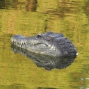 1582729-9.jpg
